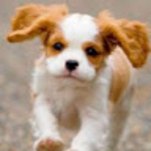 Meet your Posher, Noa